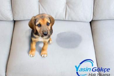 Halıda Köpek Sidiği-1